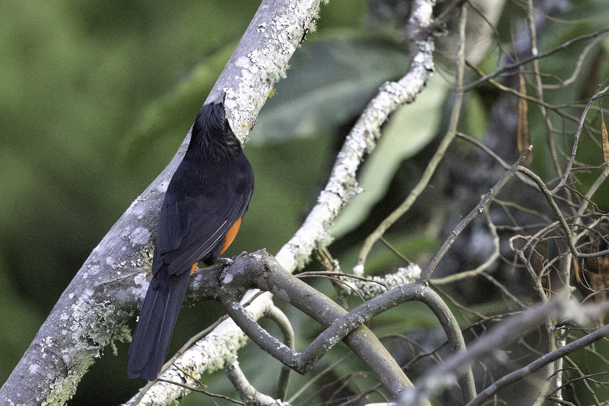 Red-bellied Grackle - ML623215944