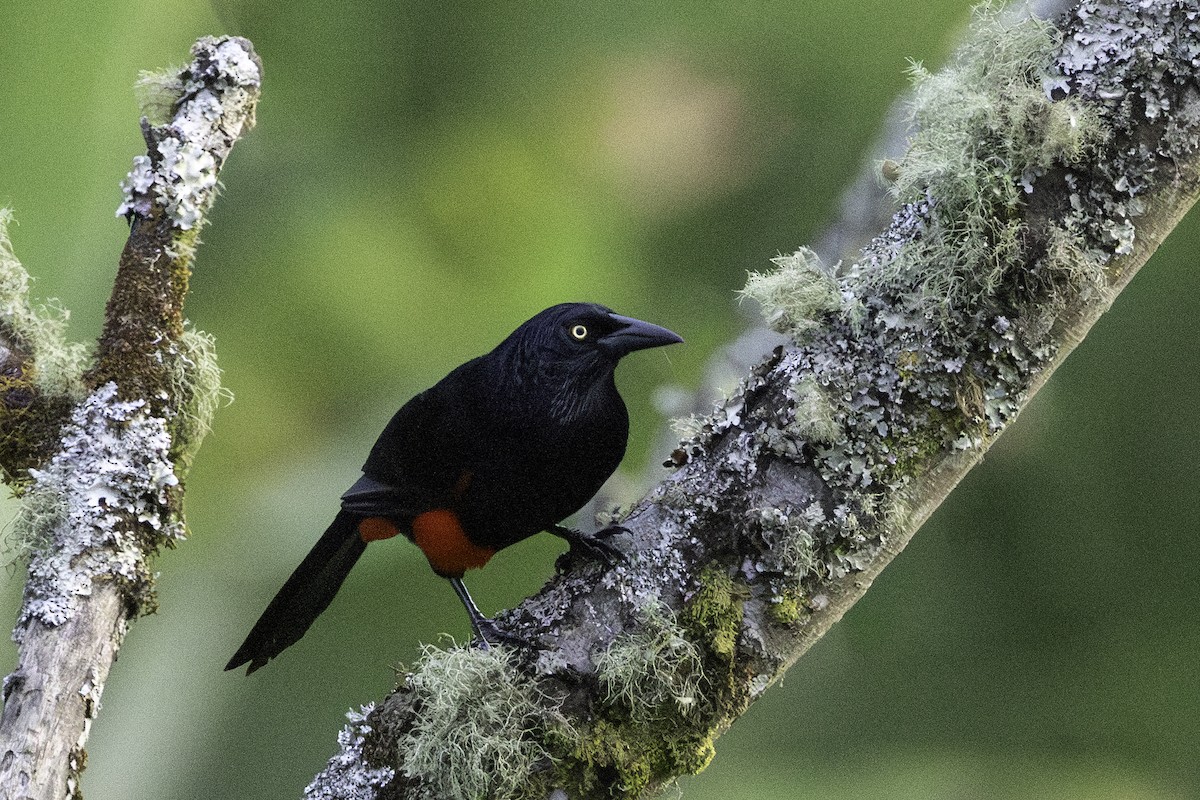 Red-bellied Grackle - ML623215945