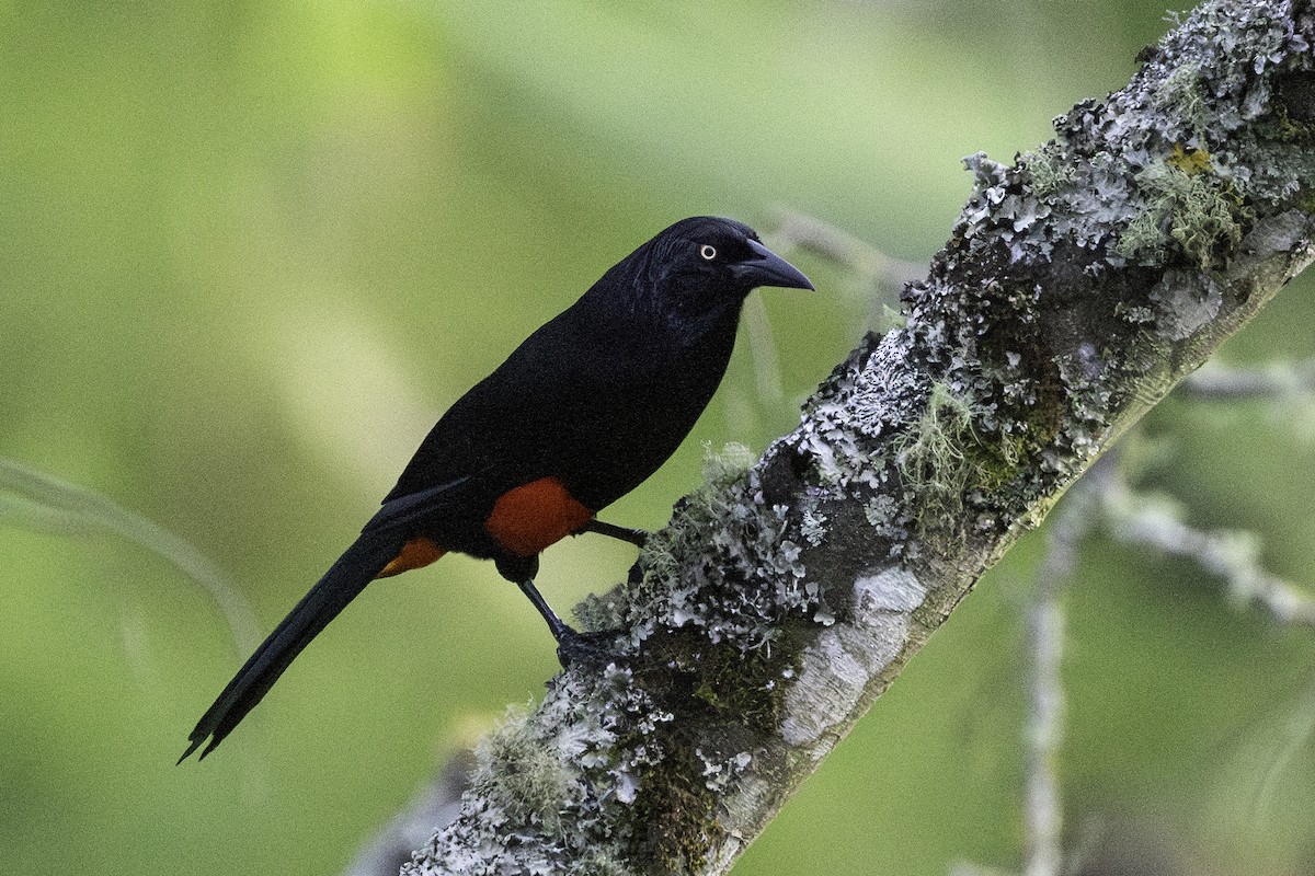 Red-bellied Grackle - ML623215946