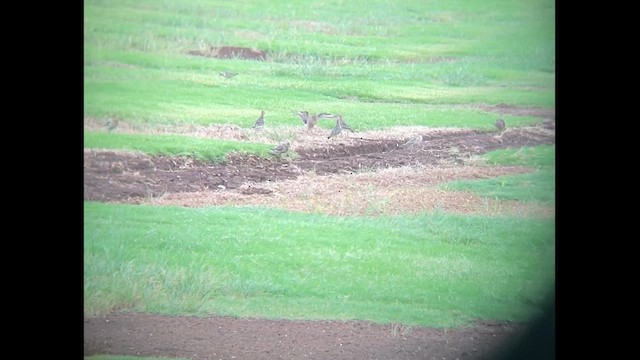 Buff-breasted Sandpiper - ML623215947