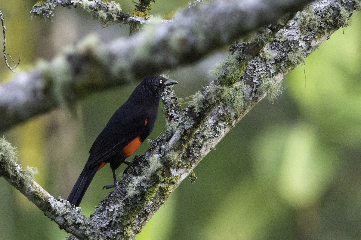 Red-bellied Grackle - ML623215948