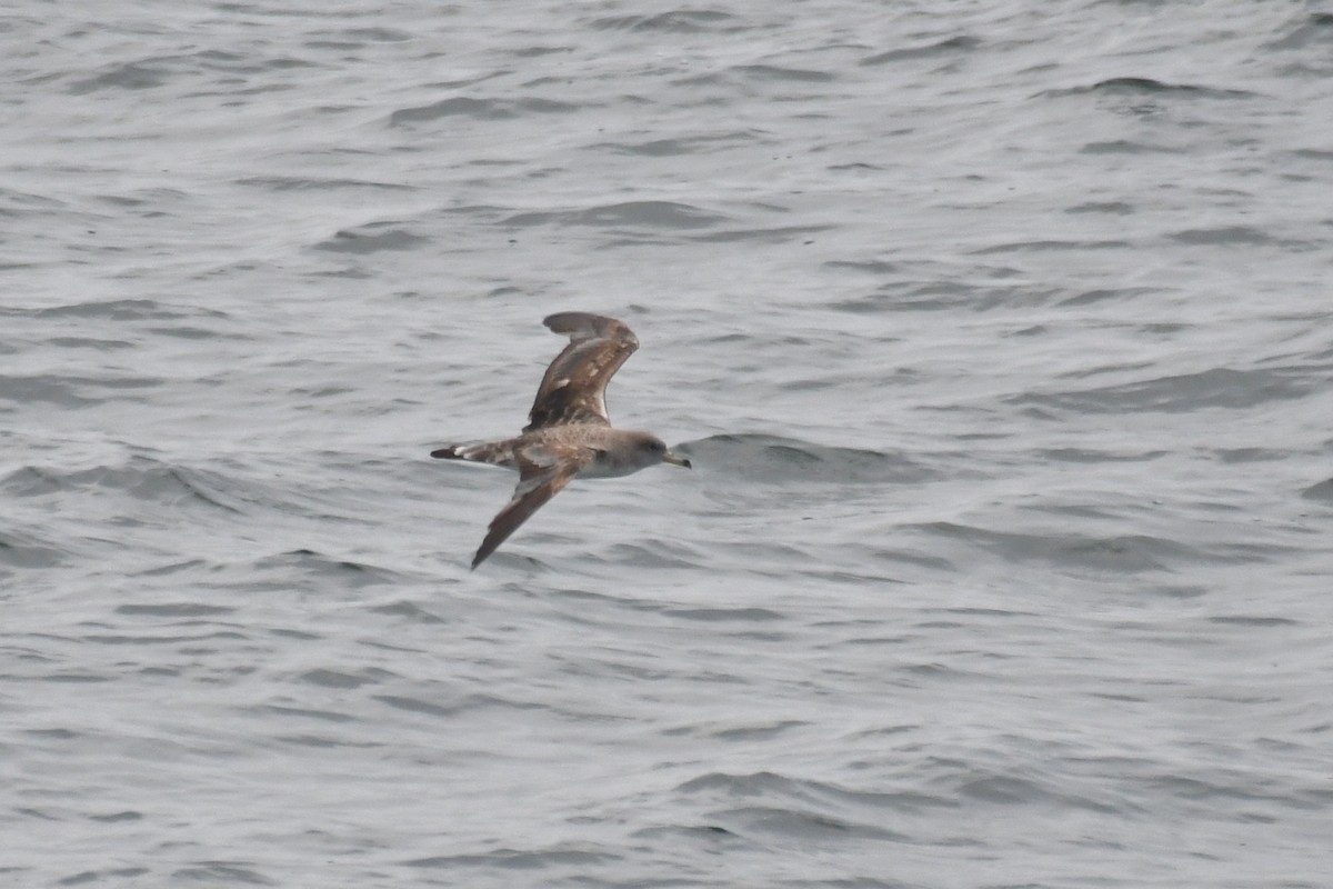 Cory's Shearwater (Scopoli's) - Sam Miller