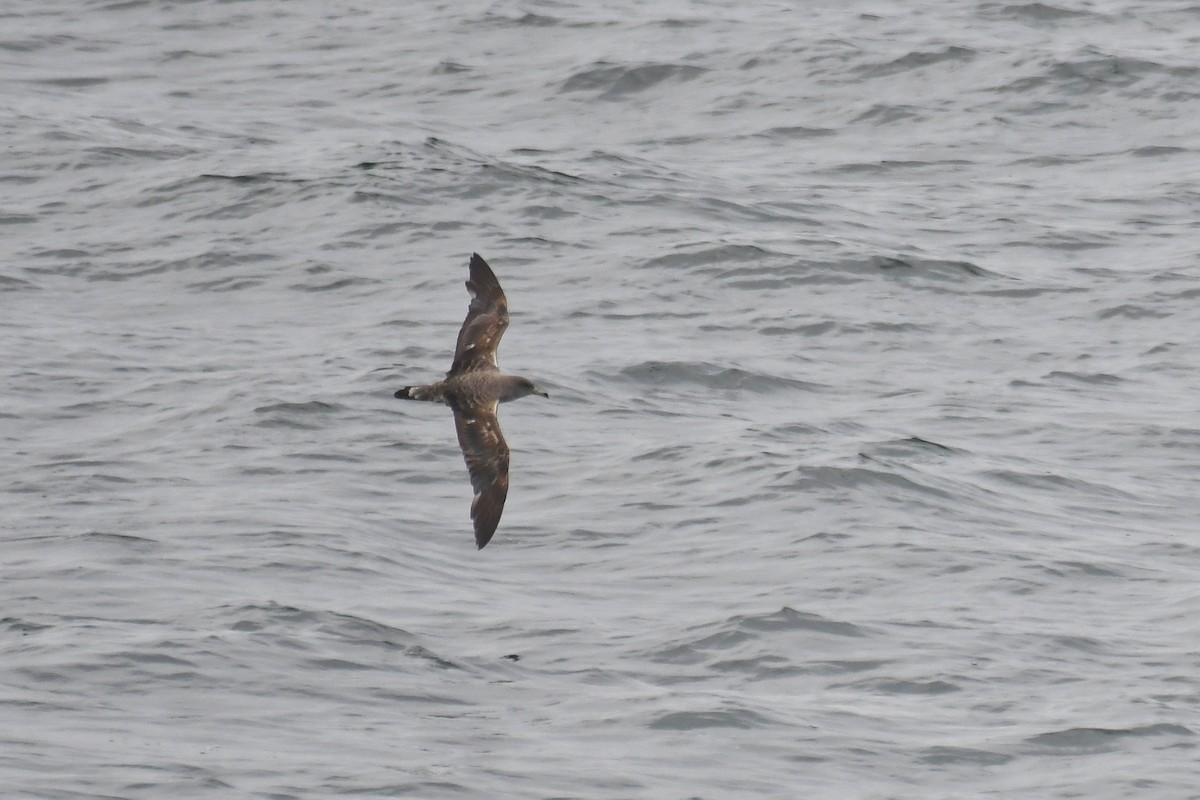 Cory's Shearwater (Scopoli's) - Sam Miller