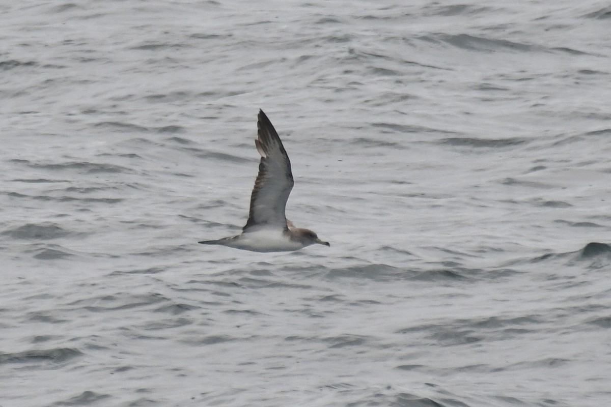 Cory's Shearwater (Scopoli's) - Sam Miller