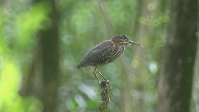 Green Heron - ML623215988