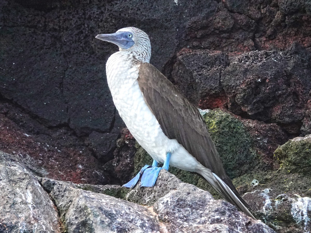 Blue-footed Booby - ML623216001