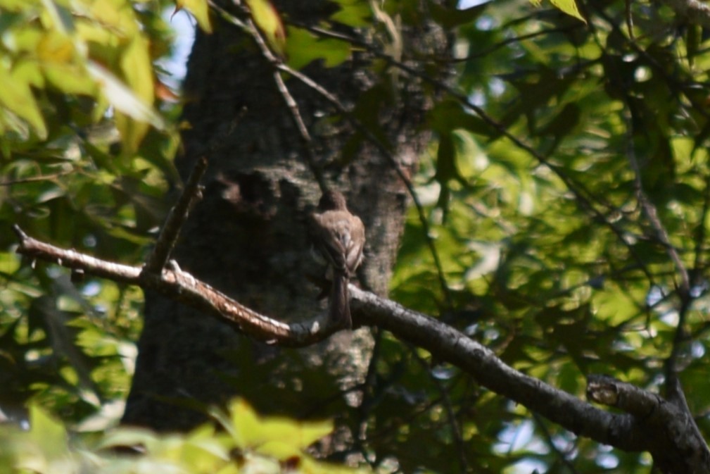 Eastern Phoebe - ML623216034
