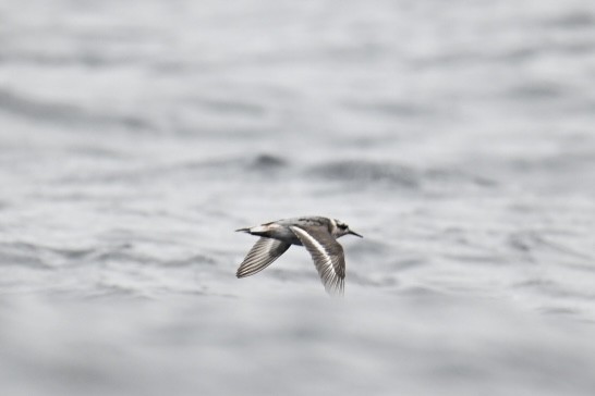 Red Phalarope - ML623216061