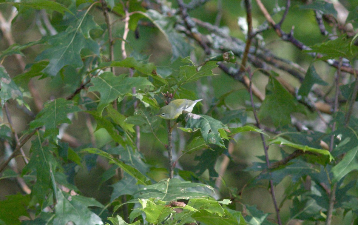 Northern Parula - ML623216093