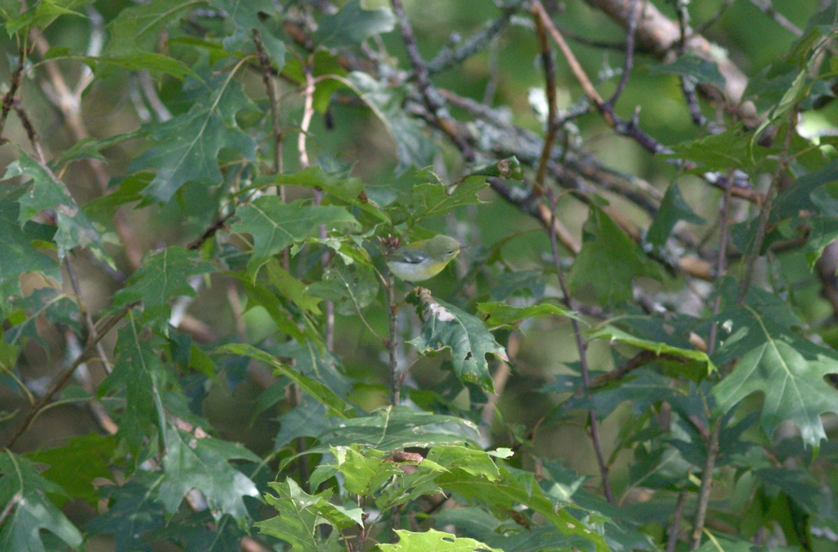 Northern Parula - ML623216098