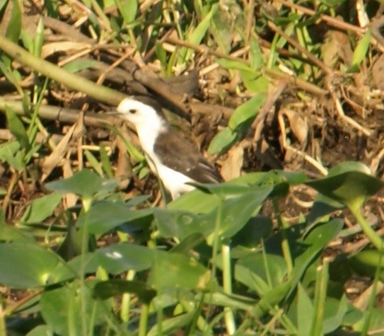 Black-backed Water-Tyrant - ML62321611