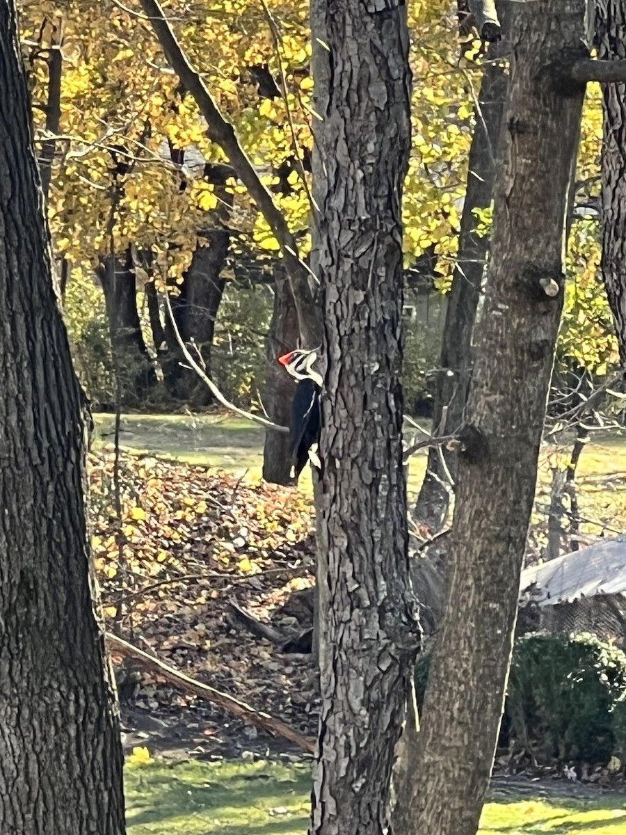 Pileated Woodpecker - ML623216145