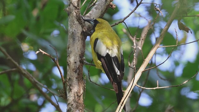 Jamaican Oriole - ML623216147