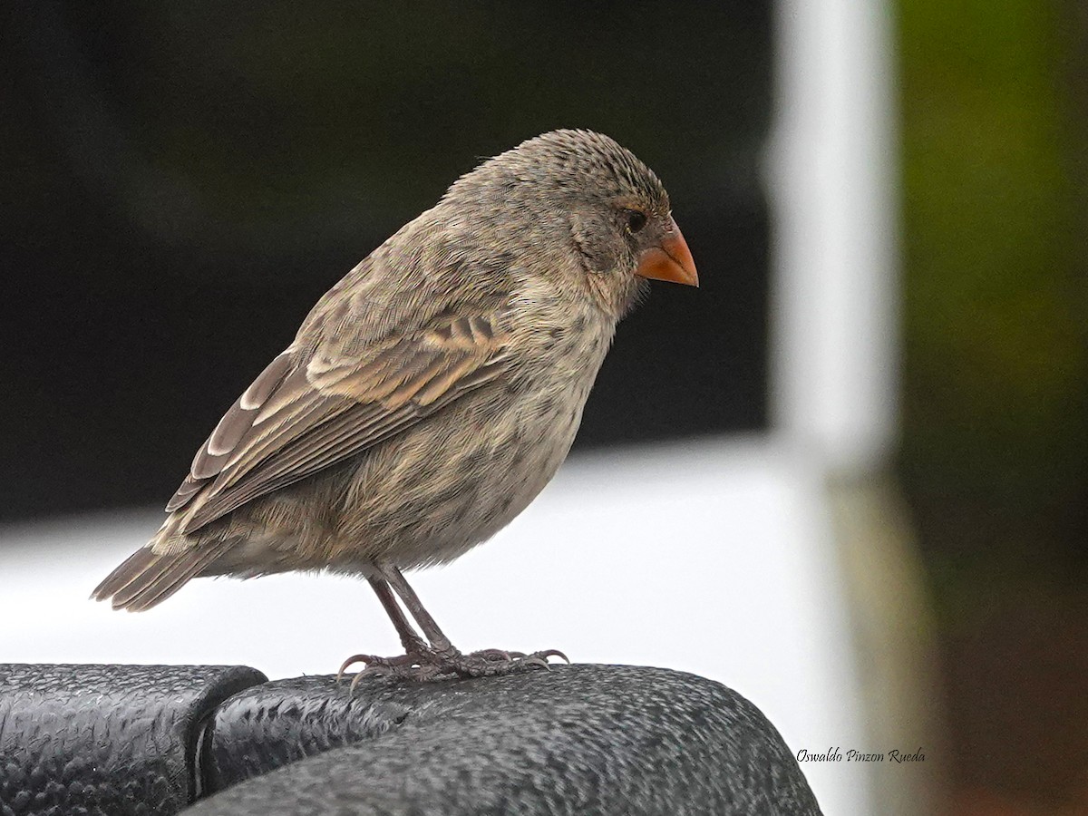 Vegetarian Finch - ML623216156