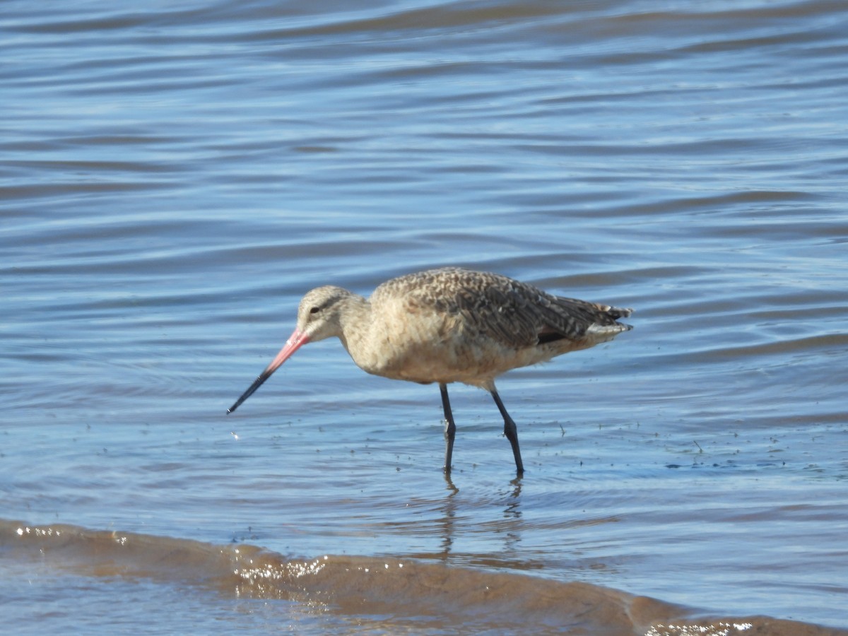 Marbled Godwit - ML623216258