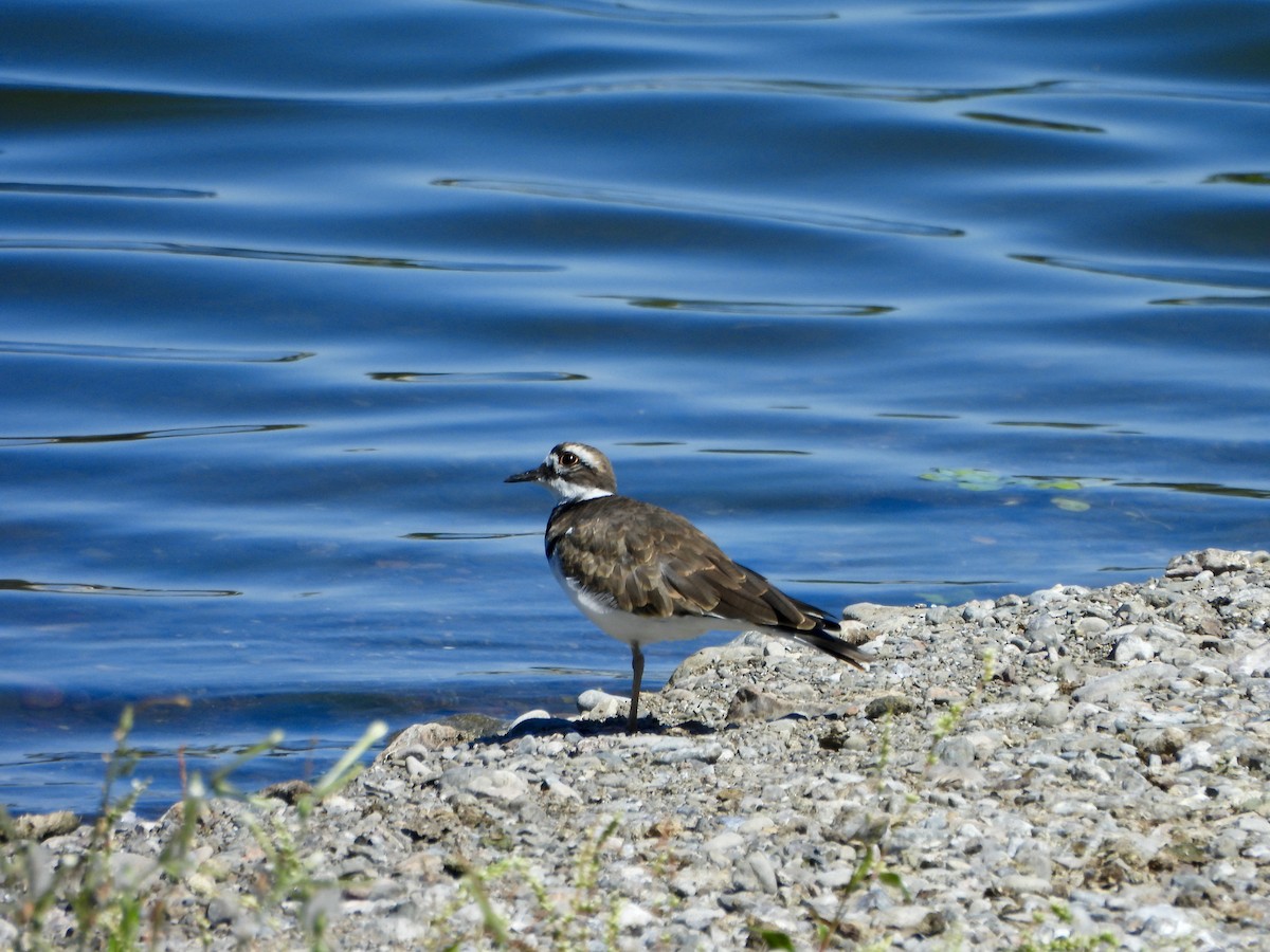 Killdeer - ML623216264