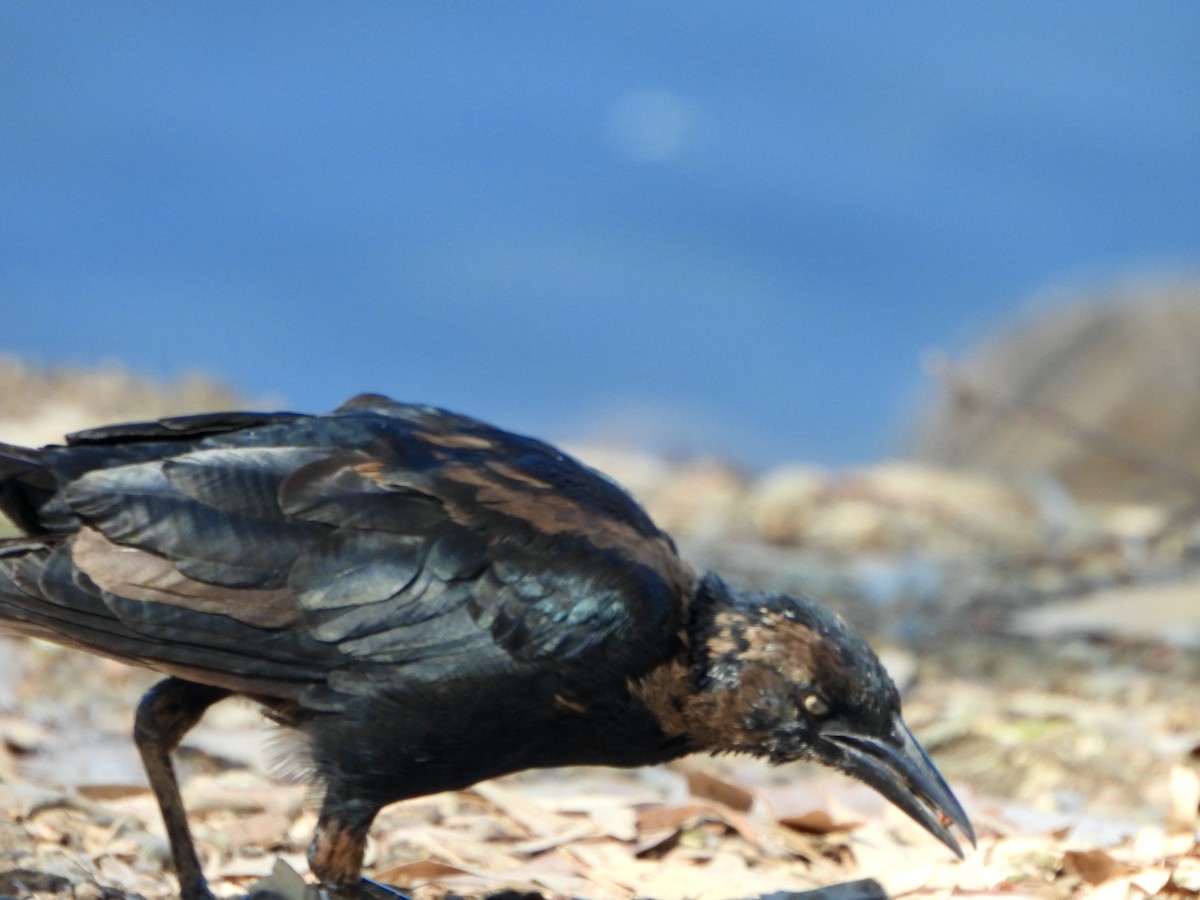 Great-tailed Grackle - ML623216268