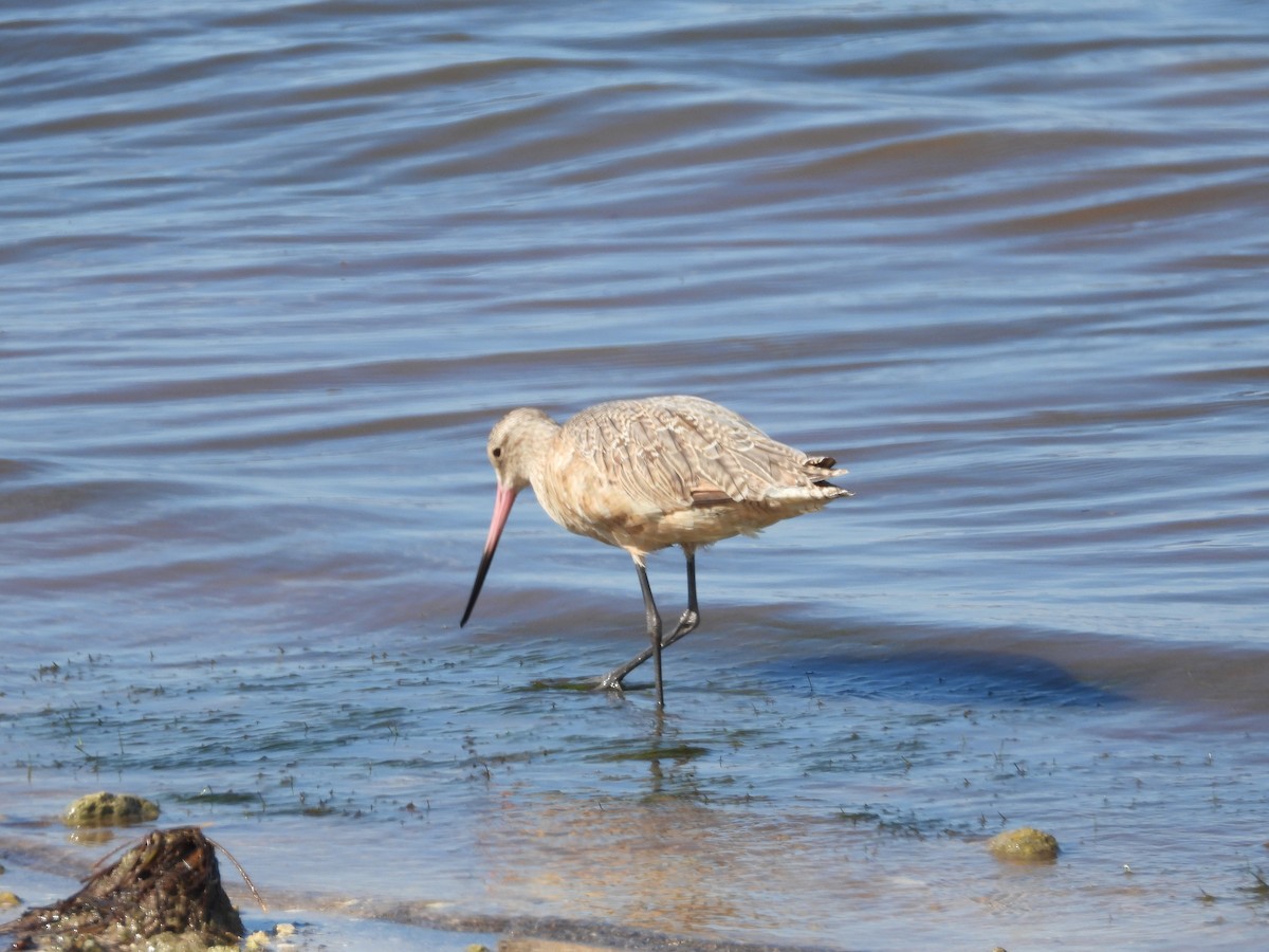 Marbled Godwit - ML623216270