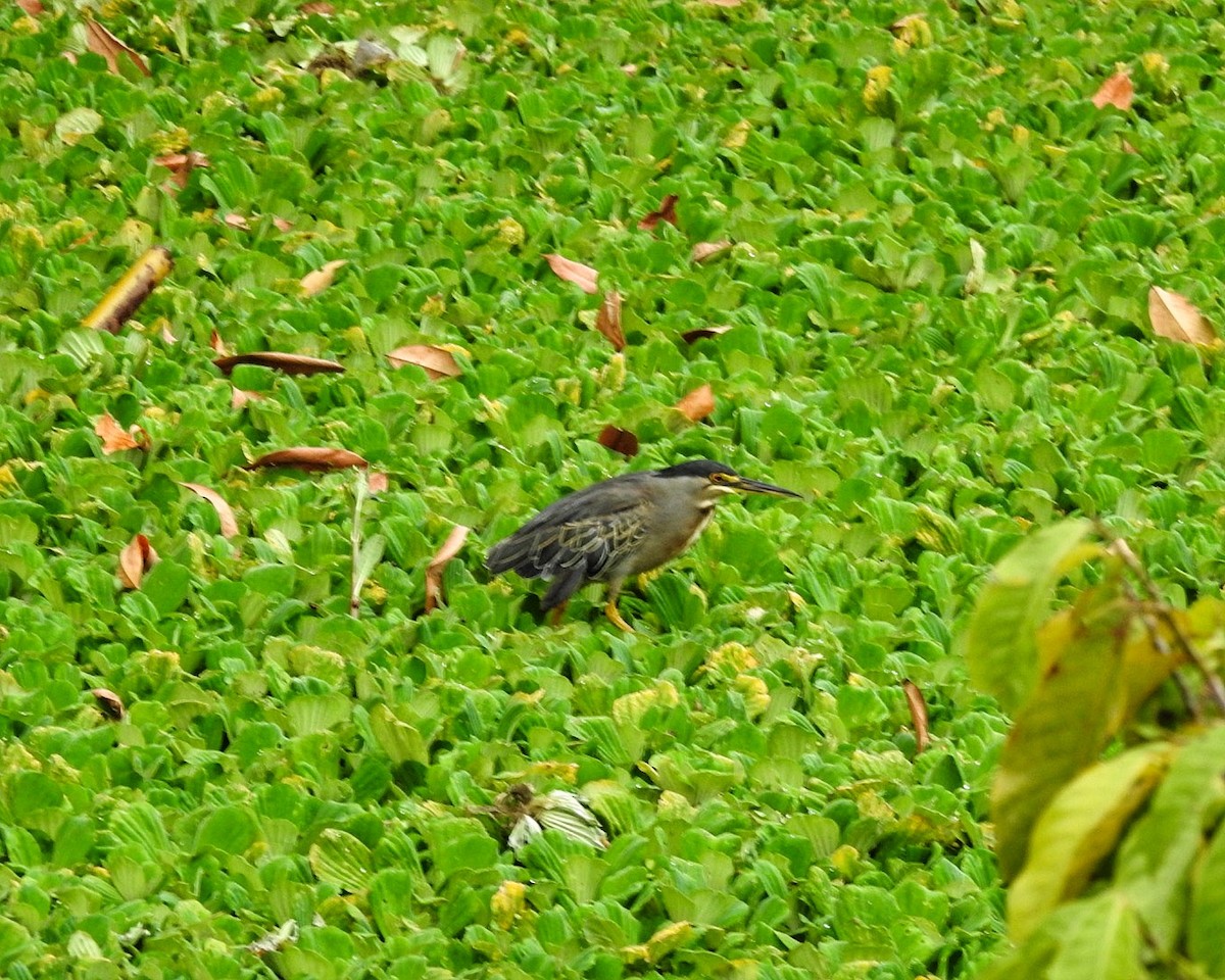 Striated Heron (South American) - ML623216276