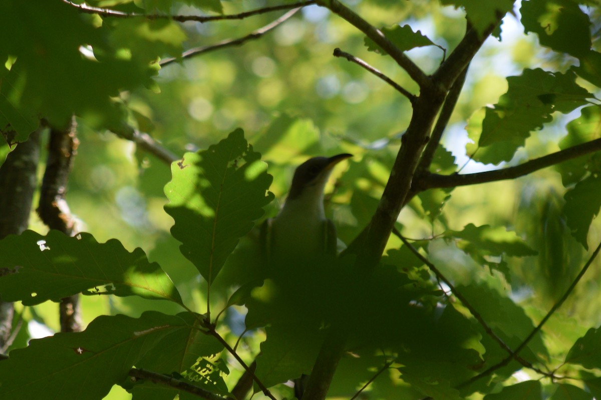 Yellow-billed Cuckoo - ML623216283
