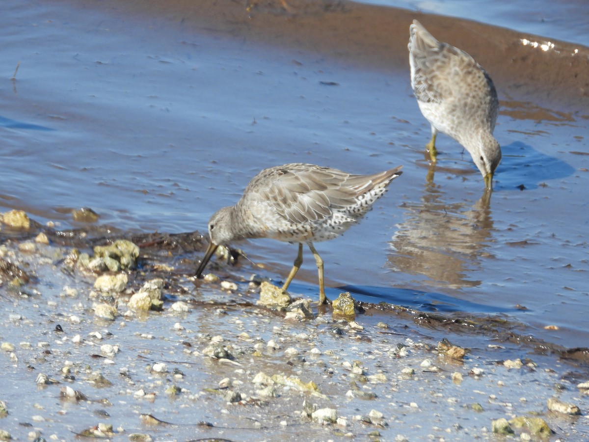 Short-billed Dowitcher - William Cormack