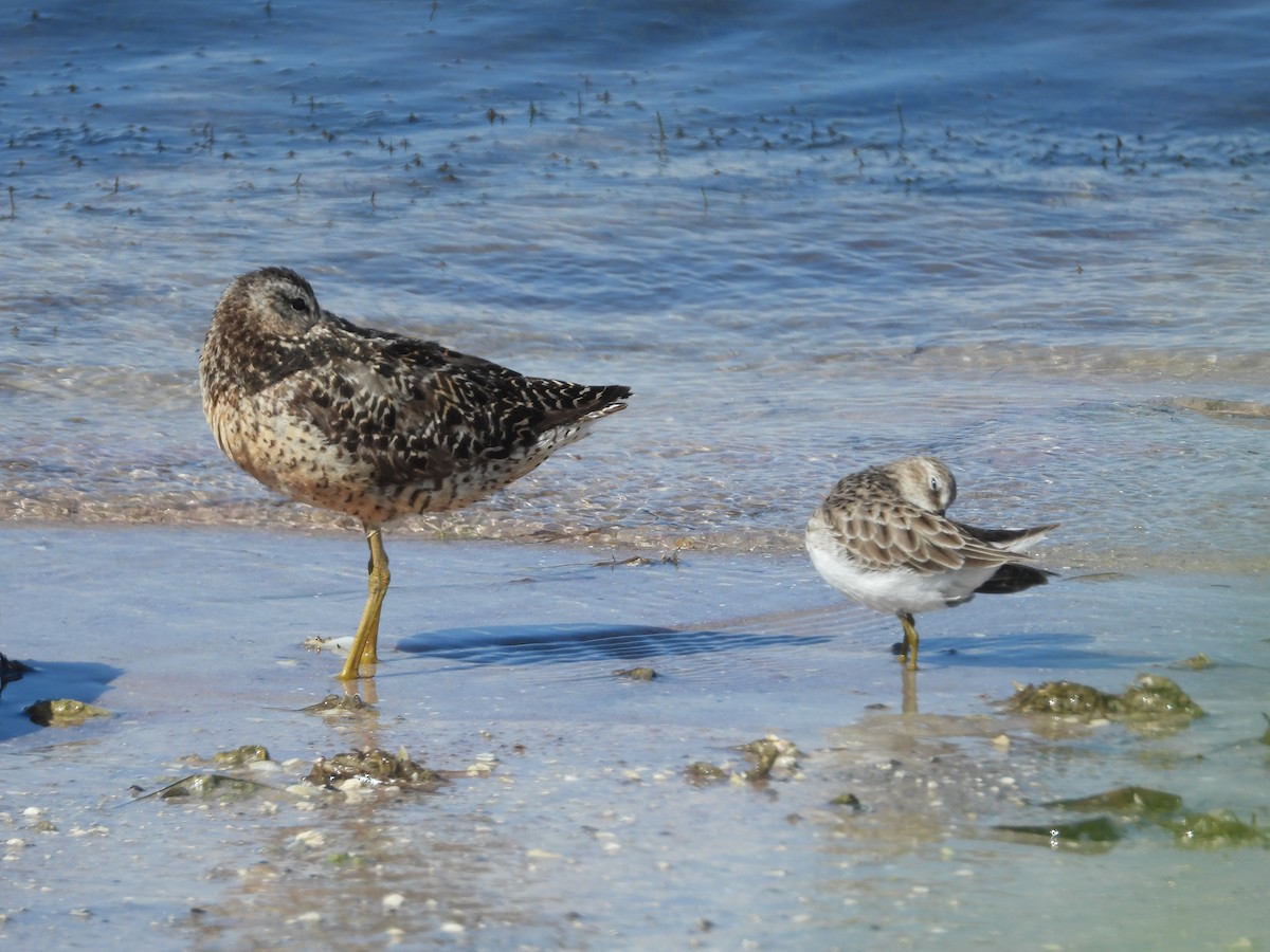 Short-billed Dowitcher - ML623216310