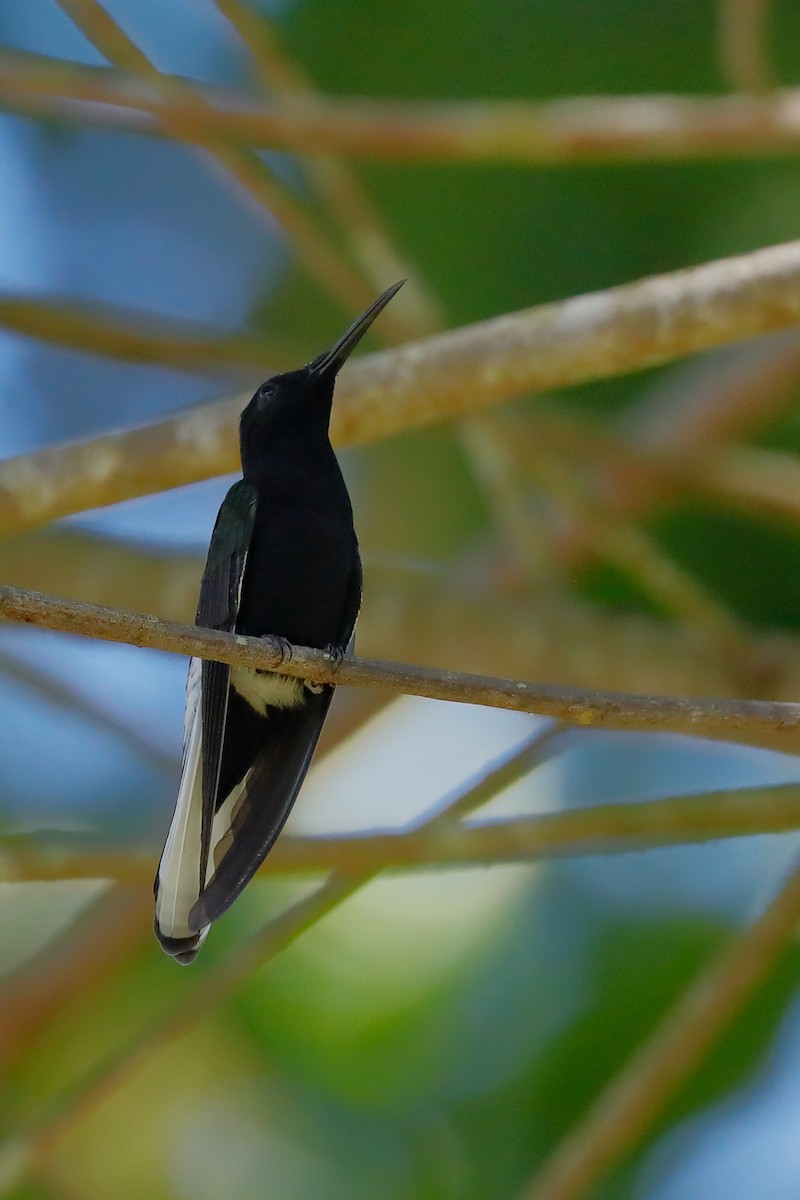 Colibrí Negro - ML623216362