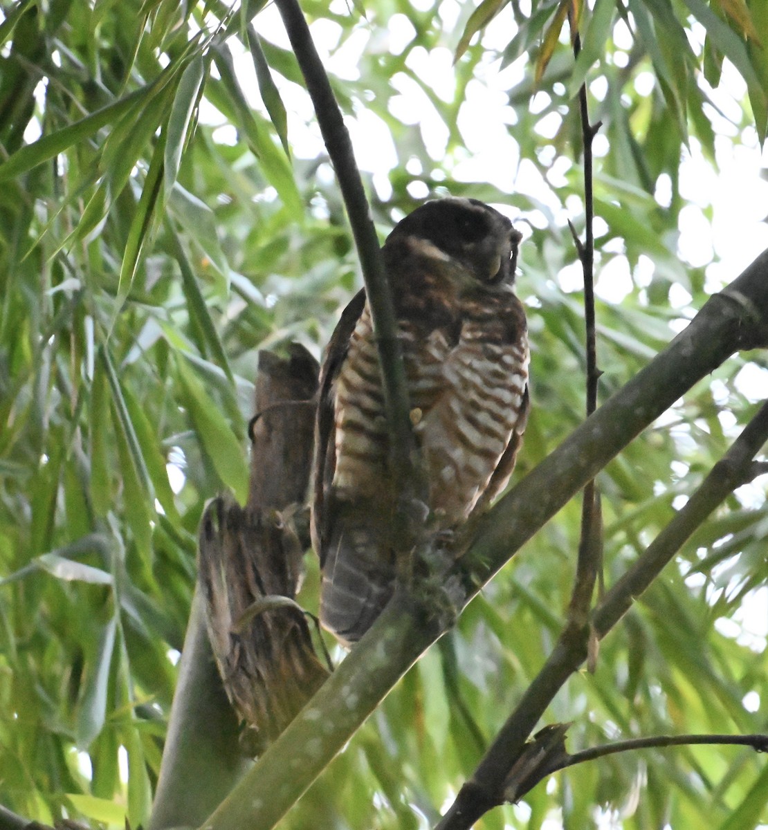 Band-bellied Owl - ML623216369