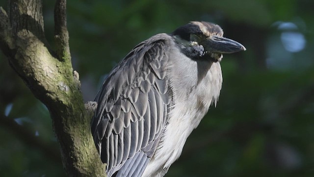 Yellow-crowned Night Heron - ML623216381