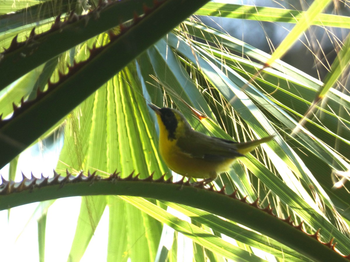 Belding's Yellowthroat - ML623216407