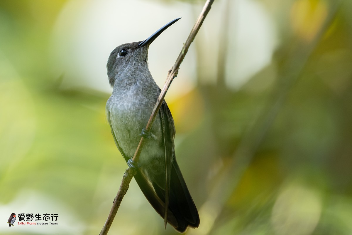 Sombre Hummingbird - ML623216442