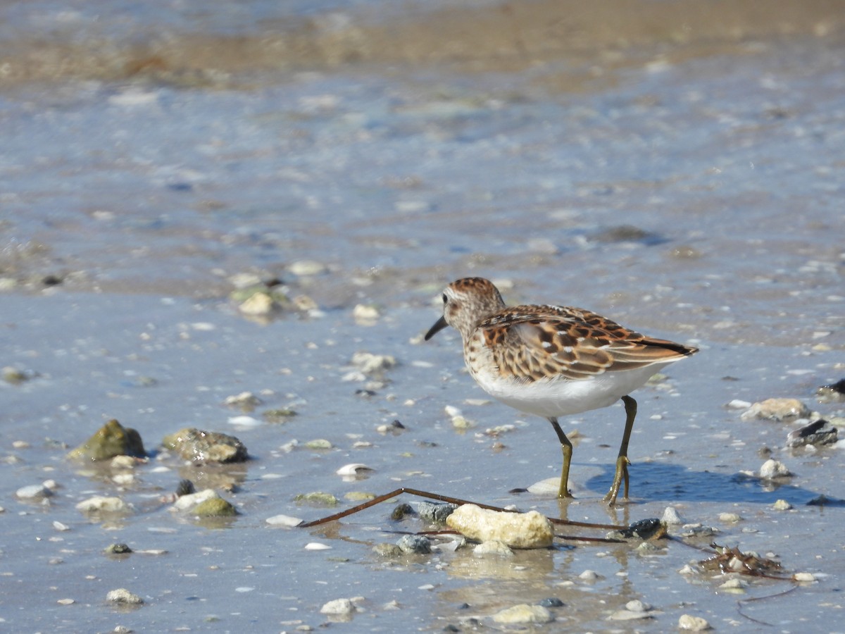 Least Sandpiper - William Cormack