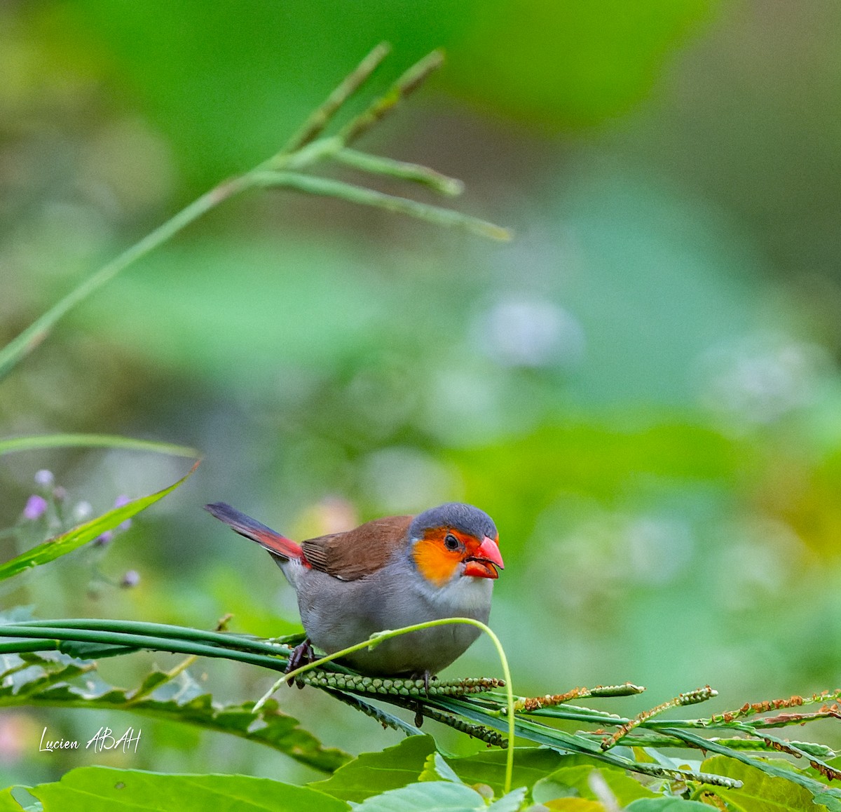 Orange-cheeked Waxbill - lucien ABAH