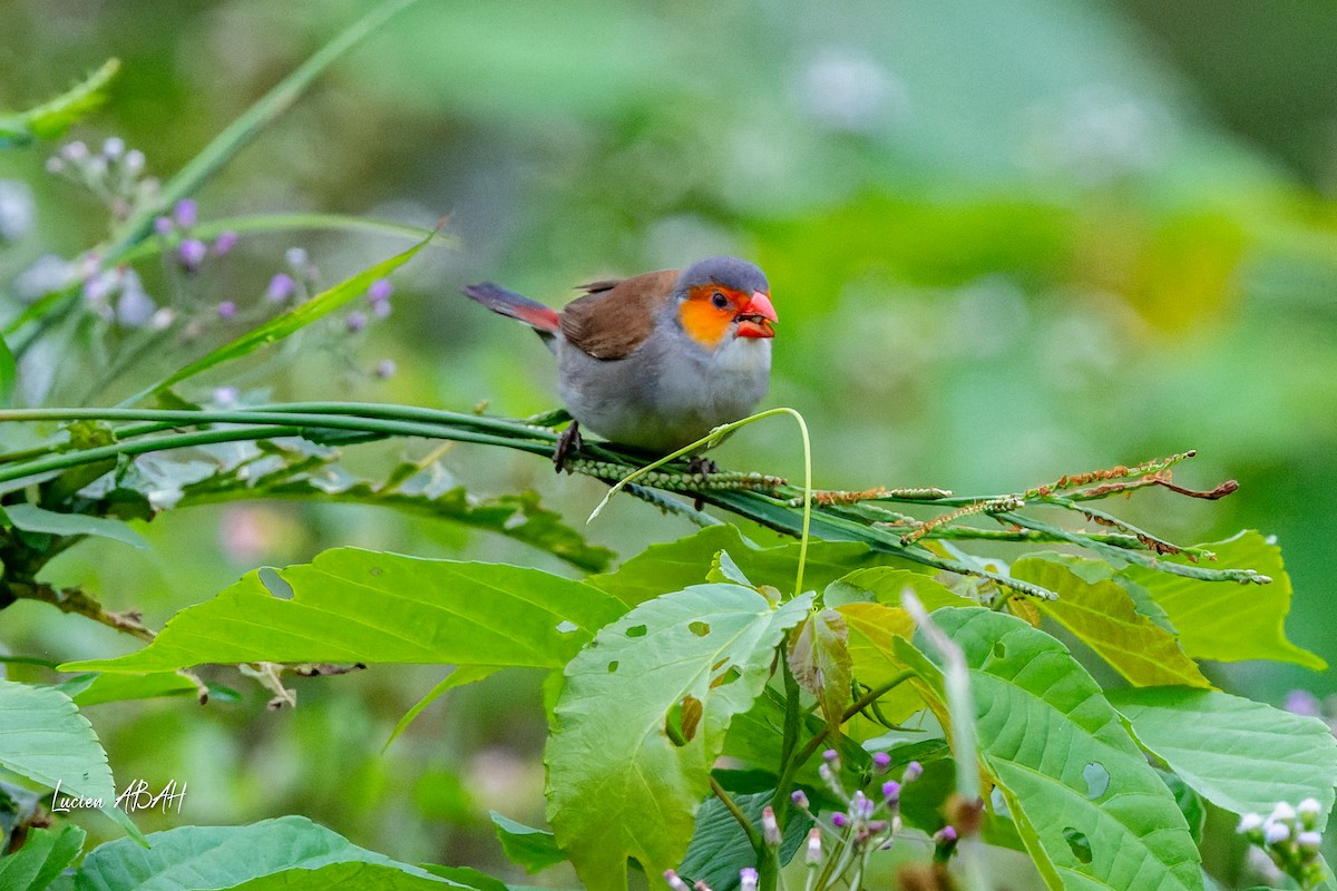 Orange-cheeked Waxbill - ML623216464