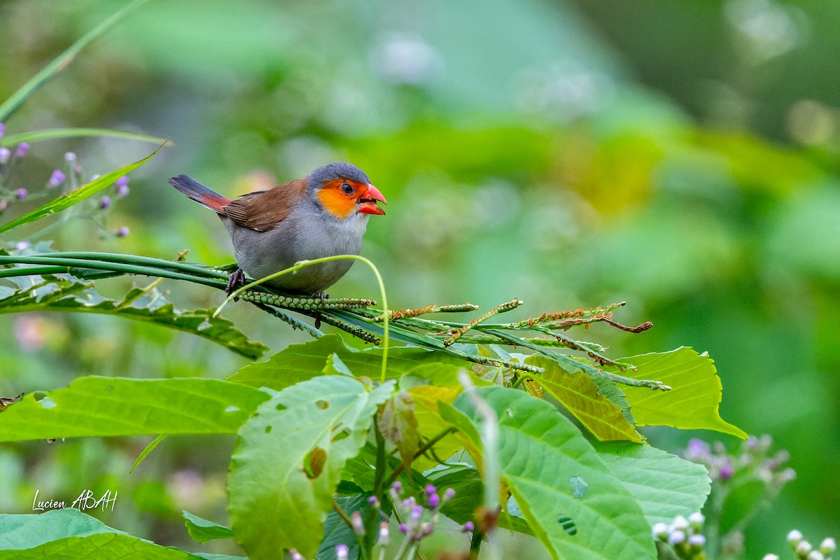 Orange-cheeked Waxbill - ML623216465