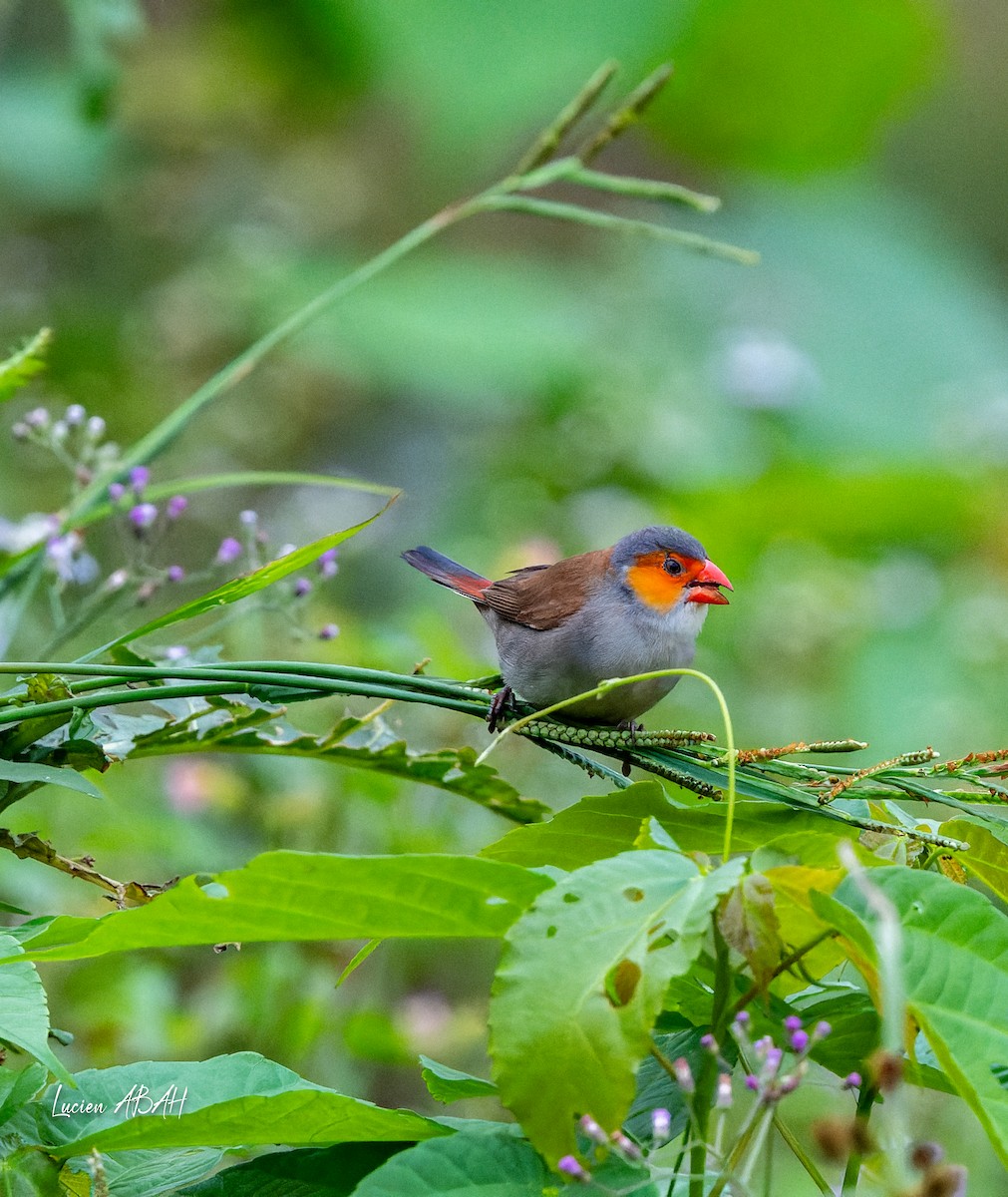 Orange-cheeked Waxbill - ML623216466