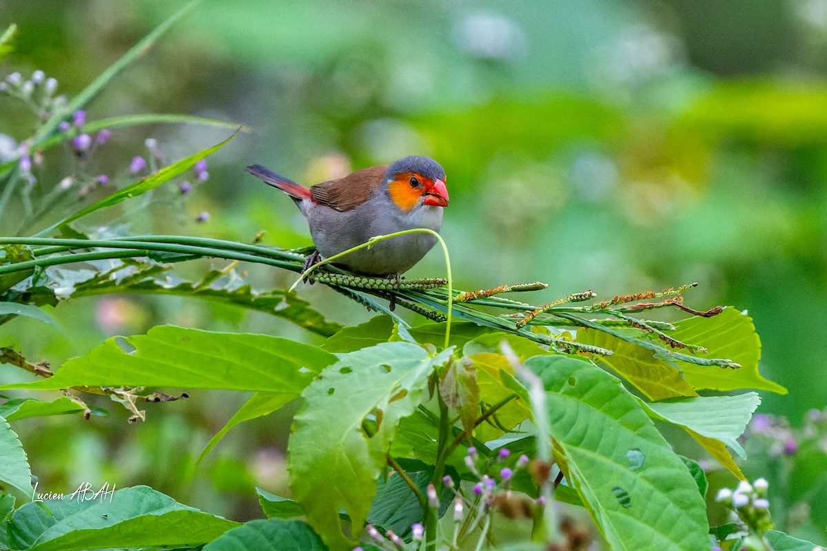 Orange-cheeked Waxbill - ML623216467