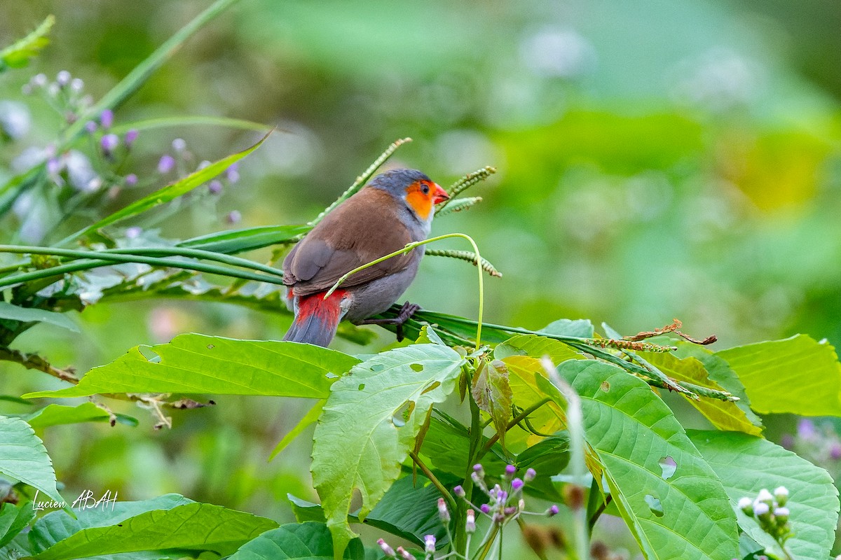 Orange-cheeked Waxbill - ML623216468