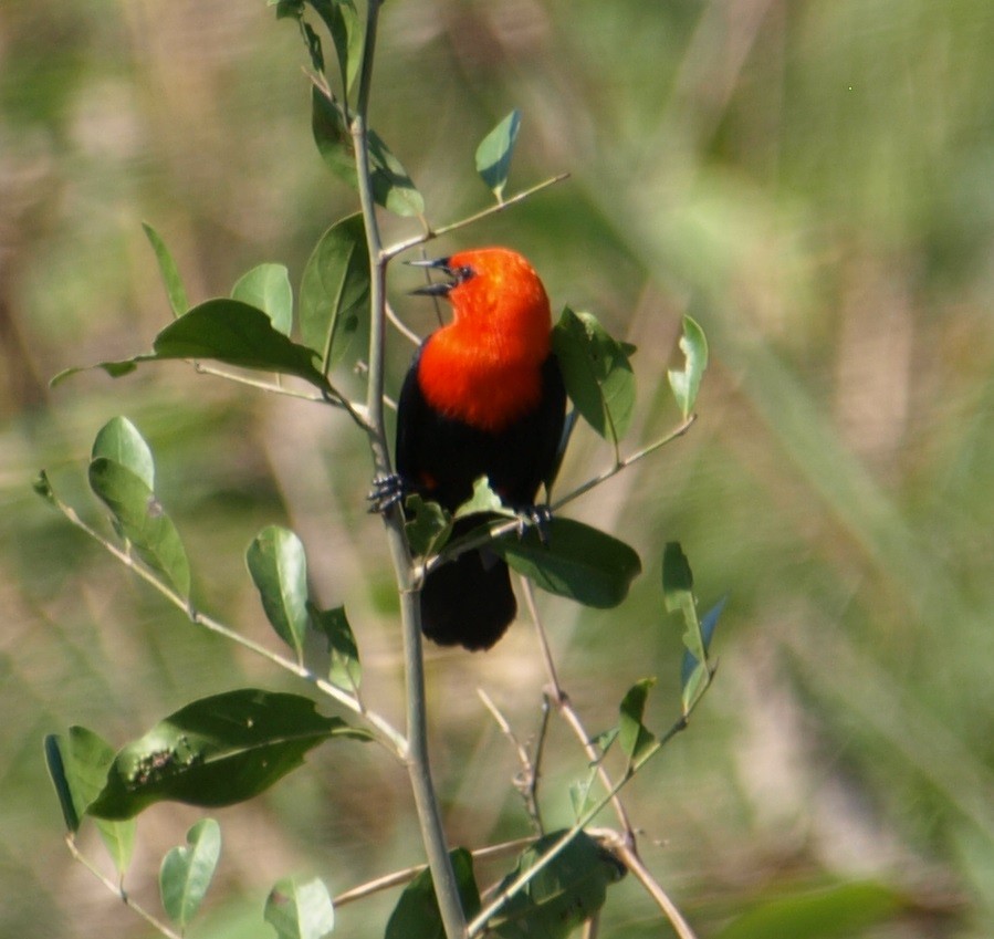 Scarlet-headed Blackbird - ML62321651