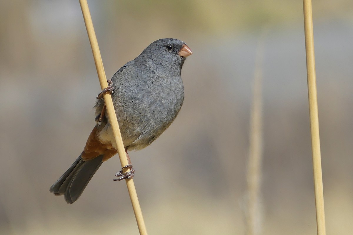 Plain-colored Seedeater - ML623216532