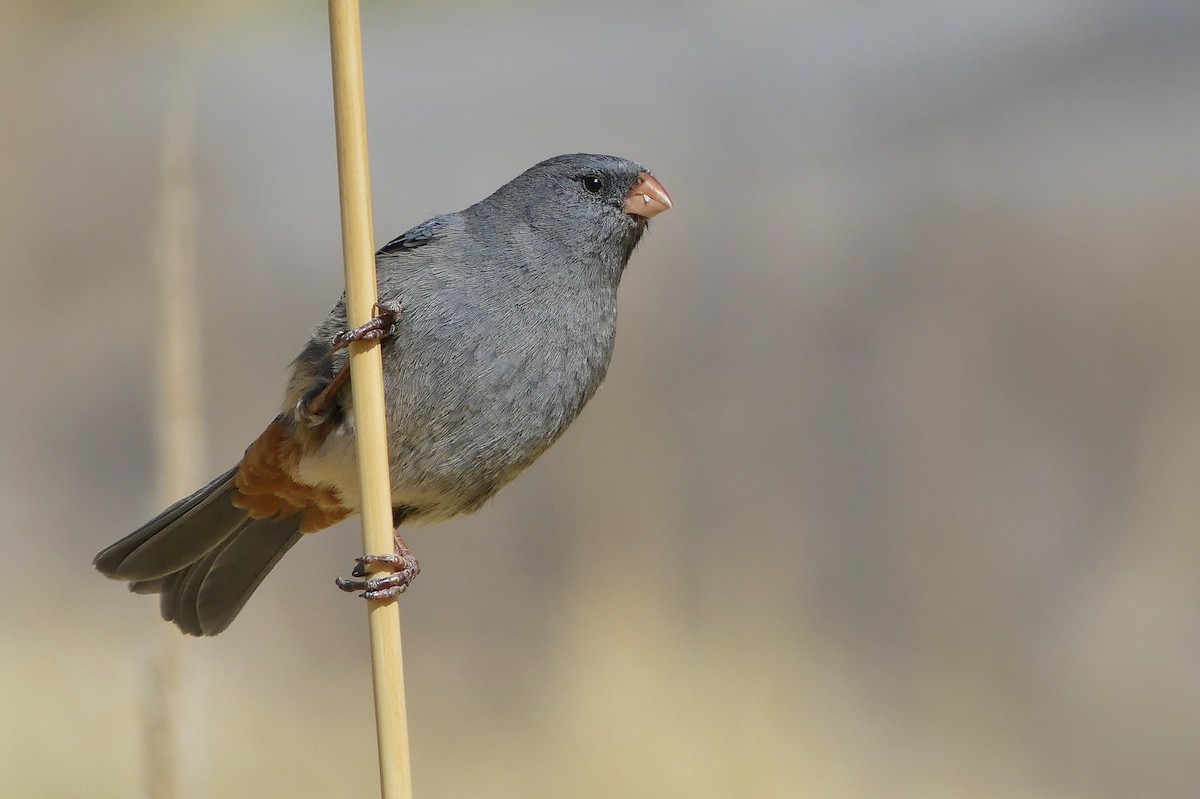 Plain-colored Seedeater - ML623216533