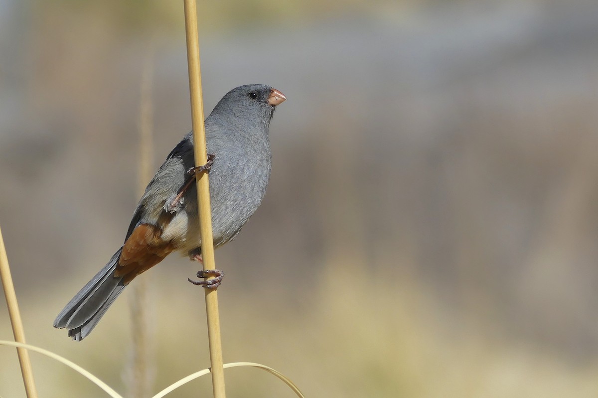 Plain-colored Seedeater - ML623216535