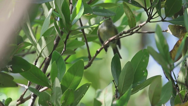 San Andres Vireo - ML623216548