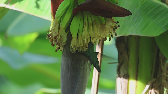 Green-breasted Mango - ML623216557