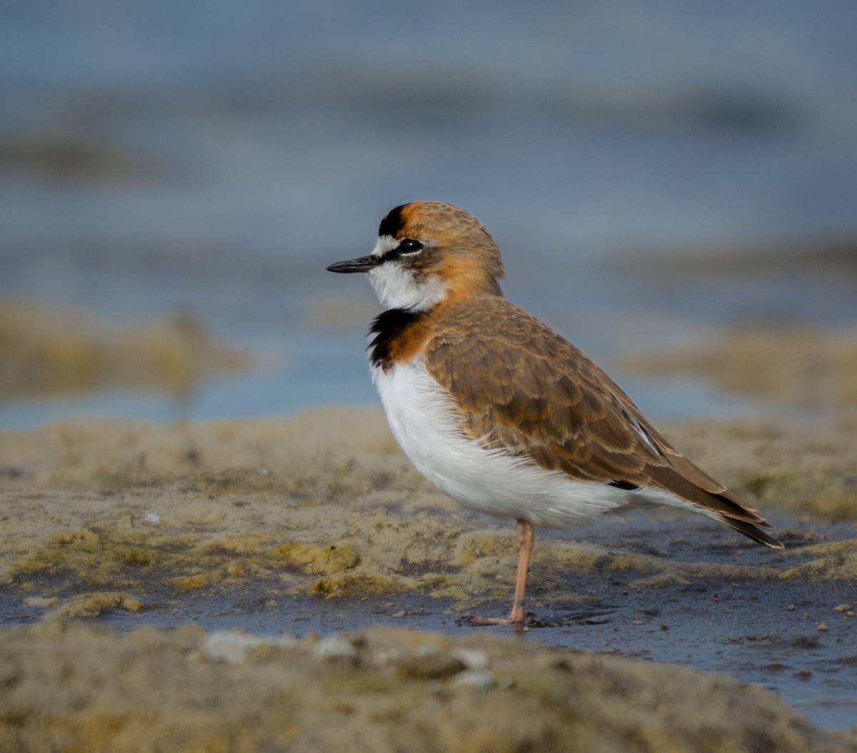 Collared Plover - ML623216608