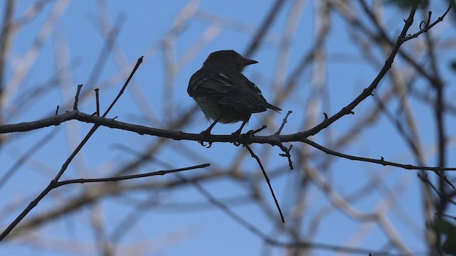 Caribbean Elaenia - ML623216673