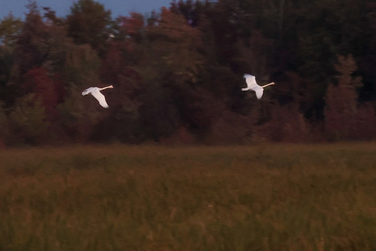 Trumpeter Swan - ML623216674