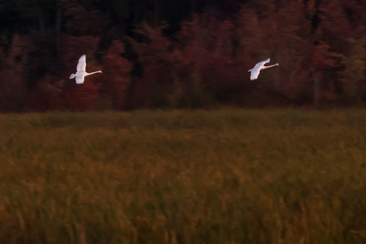 Trumpeter Swan - ML623216675