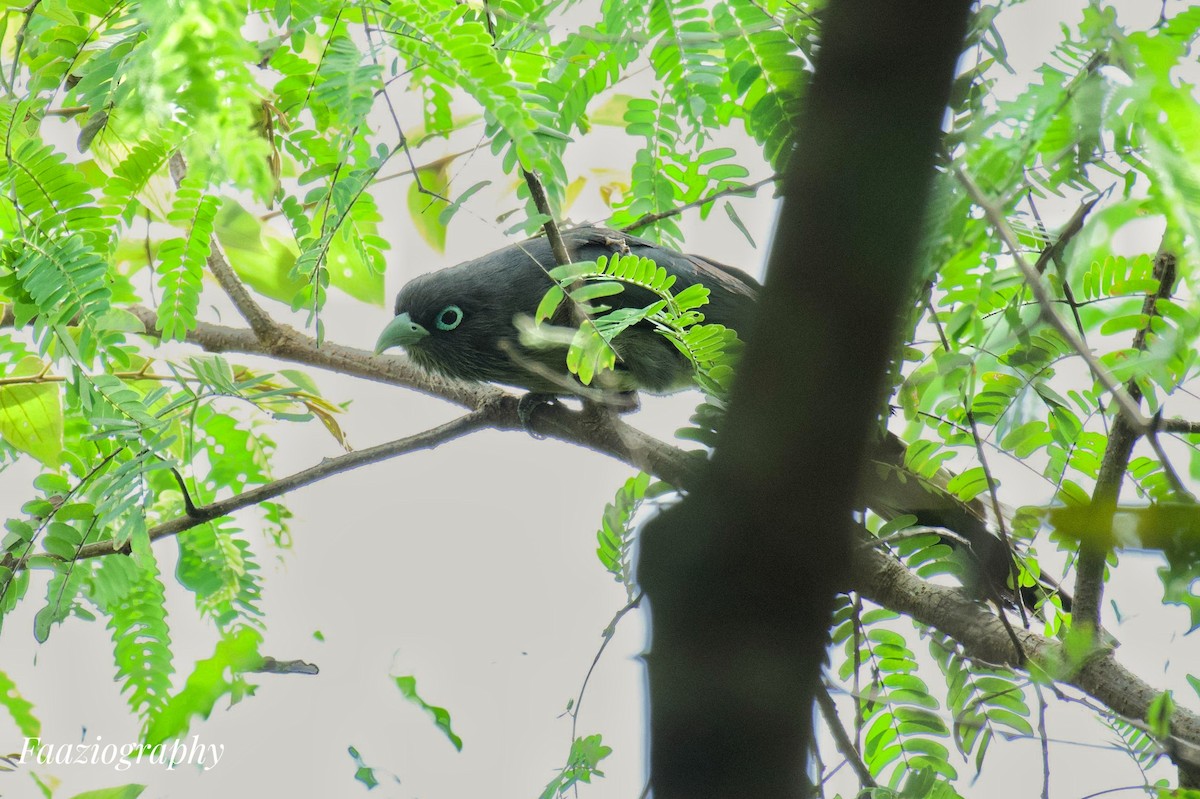 Blue-faced Malkoha - Shahul Valasi