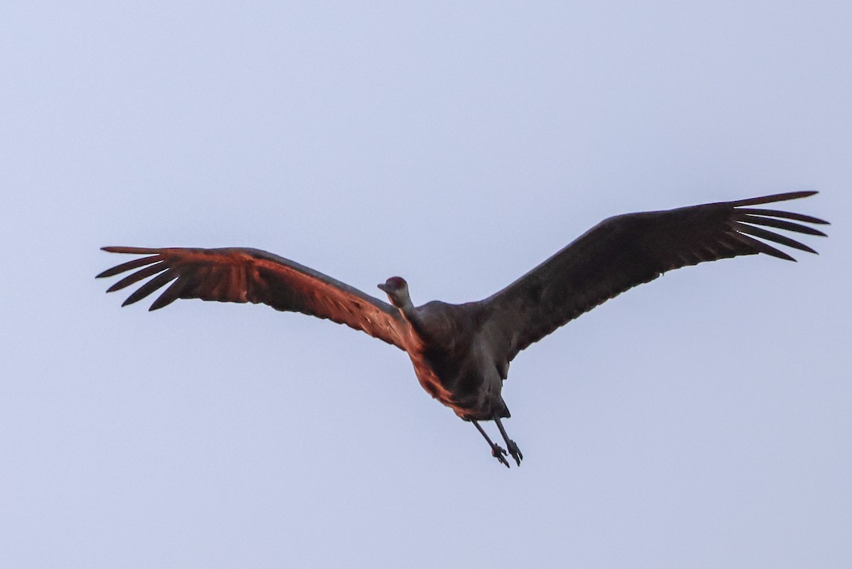 Sandhill Crane - ML623216695